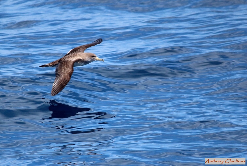 Puffin scopoli___.JPG